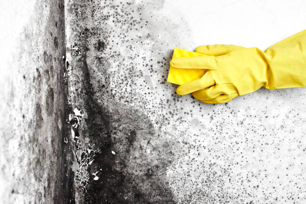 Best Biohazard Mold Removal  in Mount Sinai, NY